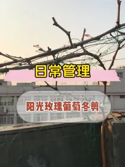 阳光玫瑰葡萄终于全部落叶，冬剪终于来了，期待春天的花芽多多！ #阳光玫瑰葡萄种植 #楼顶盆栽 #我的小菜园 #三农 #葡萄种植
