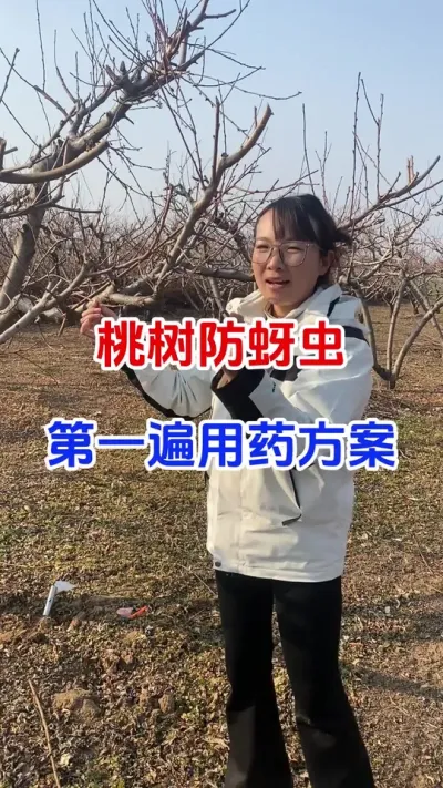 桃树防蚜虫第一遍用药方案#桃树种植#蚜虫防治#杀虫剂#果园管理#种植小技巧
