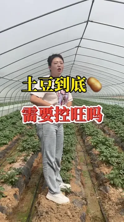 种土豆的整个生长过程到底需不需要控旺呢#土豆种植技术与管理 #土豆高产种植 #土豆种植