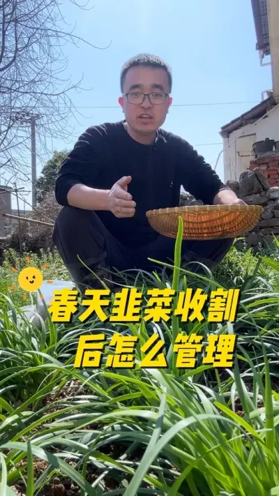 春天韭菜收割后怎么管理，才能生长的油绿粗壮？#种植小技巧 #我爱种菜 #关注我一起学种菜 #韭菜种植 #每天分享蔬菜种植技巧