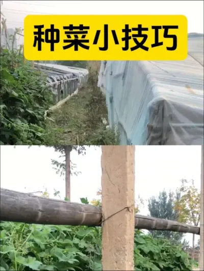 种菜小技巧#种菜 #每天分享蔬菜种植技巧 #种植技巧