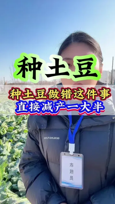 种土豆做错这件事直接减产一大半#土豆种植#土豆#土豆高产技术#土豆拌种#种植技巧