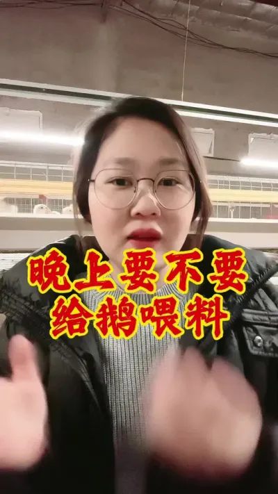 晚上到底要不要给鹅喂料#养鹅技术分享 #养鹅 #养鹅人 #鹅 #科学养鹅