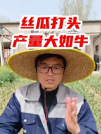 丝瓜打去头，产量真的大如牛 #丝瓜种植 #农业种植 #蔬菜种植 #分享农业知识帮农民增产增收 #三农种植