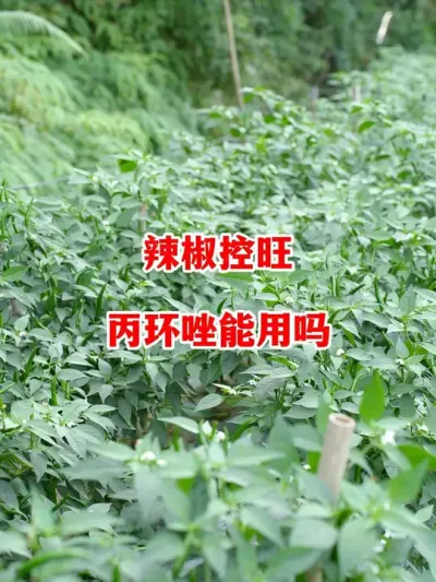 辣椒控旺丙环唑到底能不能用#辣椒种植 #辣椒 #小米辣 #线椒 #来抖音学农技