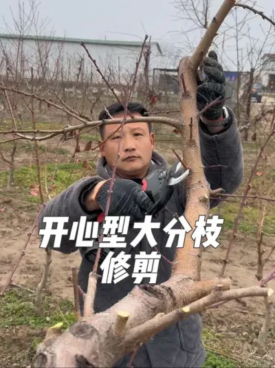 #支持三农扶持三农发展 #抖音助农 #分享农业知识帮农民增产增收 #关注我每天为你分享更多农业知识 #桃树冬季修剪 @抖音小助手 @抖音创作者中心 @抖音热点宝