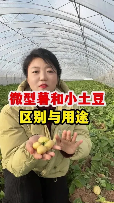 微型薯和小土豆的区别和用途，进来了解一下吧