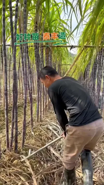 黑皮开挖，有想法的来。#甘蔗 #种植 #农业种植 #种植户 #三农