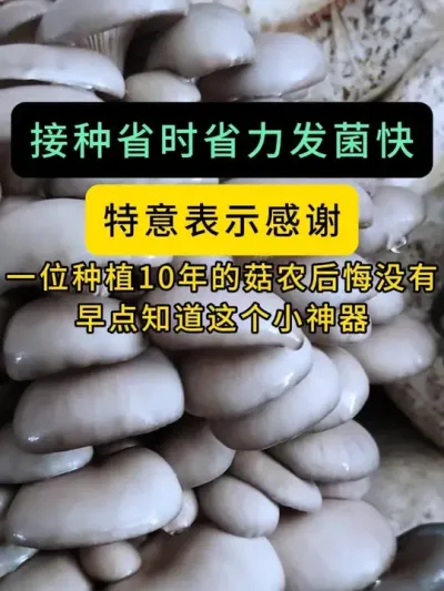 平菇棉壳菌种，广温品种650,969,广温偏高品种615,早12,早8,全国发货。#平菇种植 #打孔器 #菌种打孔器