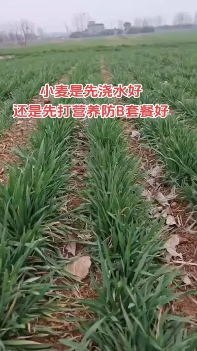 #抖音助农 #农业种植技术 #农业人 #关注三农 #小麦