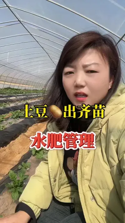 土豆出齐苗的水肥管理#土豆 #马铃薯 #种植小技巧