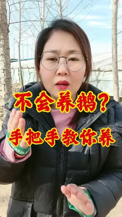 不会养鹅？手把手教你养。#养鹅技术分享 #养鹅 #科学养鹅 #养鹅人 #鹅