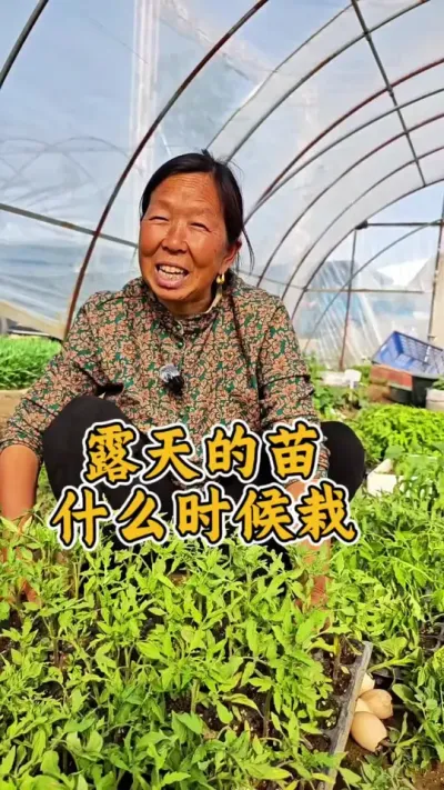 露天的苗什么时候移栽#栽苗 #番茄苗 #种植小技巧 #蔬菜种植 #生菜杨姐@DOU+小助手 @DOU+上热门