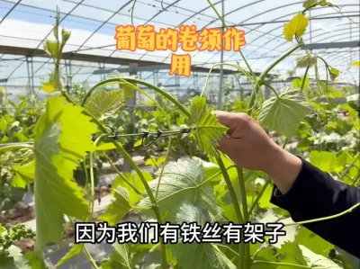 葡萄的器官有什么具体作用，对我们管理上有什么启示#农技推广 #技术分享 #农业种植 #果园管理 #种植