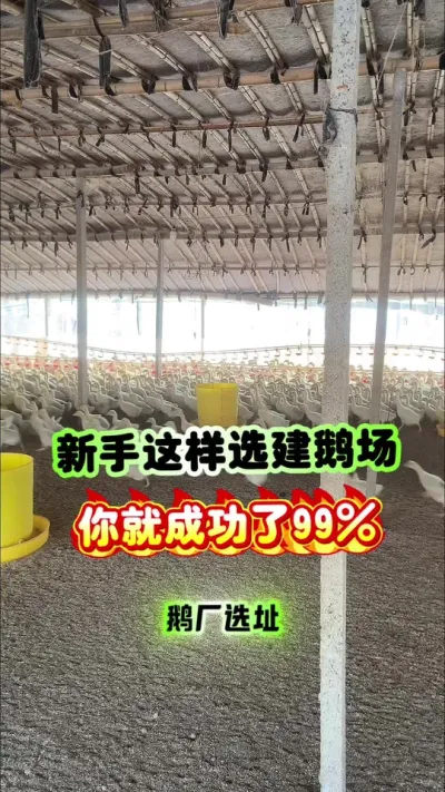 新手这样选建鹅场你就成功了99% 新手这样选建鹅场，你就成功了99%。#养鹅技术分享 #养鹅人 #养鹅 #狮头鹅 #三农