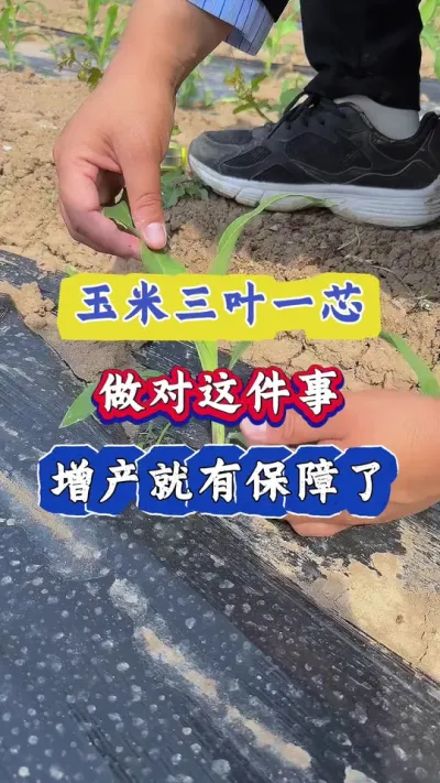 玉米三叶一芯，做对这件事，增产增收也就有保障了#玉米高产 #玉米种植 #农业知识 #三农 #玉米
