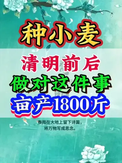 清明前后做对这件事，亩产1800斤 #小麦   #小麦管理  #小麦高产   #小麦种植#高产小麦 #