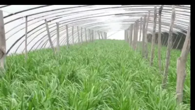 韭菜的超高产种植技术#分享农业技术助力农民增产增收 #分享农业技术知识传播正能量 #郭佩午#粉丝一千万上热门入口 #来抖音学农技 #分享农业技术管理