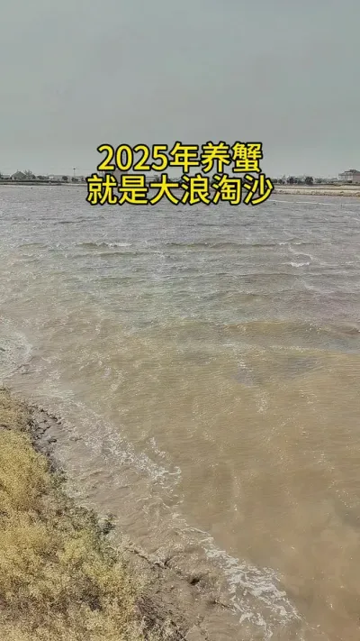 养蟹就是大浪淘沙 2025年养蟹就是大浪淘沙