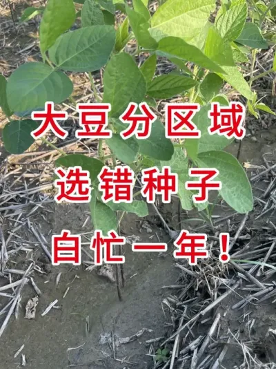 大豆不能全国通种！区域不对，再高产也白搭！ #抖音助农扶农 #服务三农 #农业种植 #大豆种植 #三农流量扶持计划