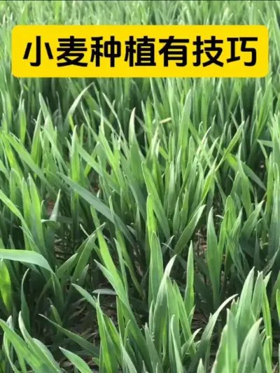 小麦种植小技巧#农业种植#三农#小麦种植