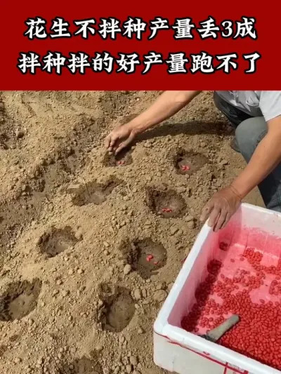 花生拌种做的好一亩能顶一亩半 #拌种剂 #花生种植 #花生高产 #花生管理 #花生种植管理技术