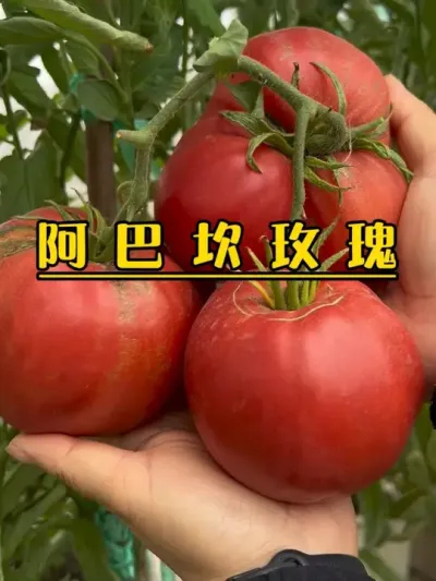盆栽收获大大大大大的老品种番茄，做菜真的绝了！阿巴坎玫瑰，你是我的天命番茄了，名字又美丽又大又好吃！#记录我的种植生活 #盆栽果树 #盆栽番茄#阿巴坎玫瑰#老品种番茄
