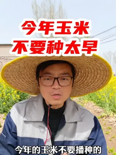 今年玉米不要种太早 #玉米 #玉米种植 #分享农业知识帮农民增产增收 #种植小技巧 #抖音助农