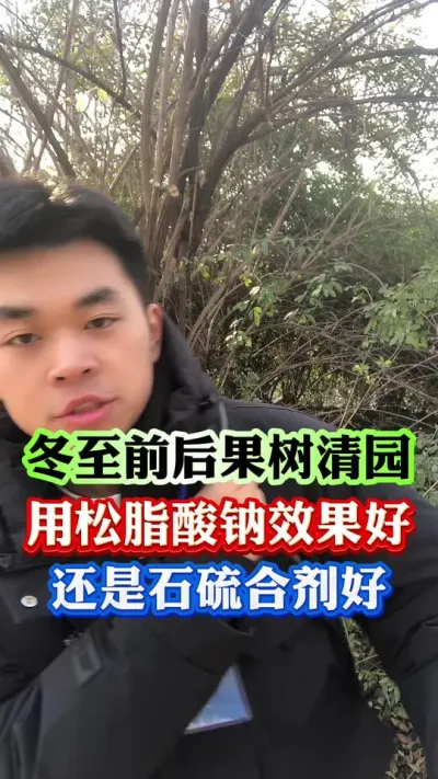 冬至前后清园是用松脂酸钠还是石硫合剂#果树管理 #柑橘种植 #病虫害防治 #果树种植 #果园管理