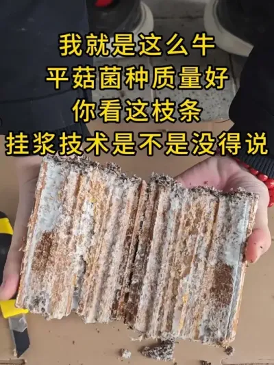 我家菌种菌丝为什么启动快，是有原因的，许多大基地已经升级这个枝条挂浆菌种了。#平菇种植 #平菇菌种 #食用菌栽培种 #栽培种