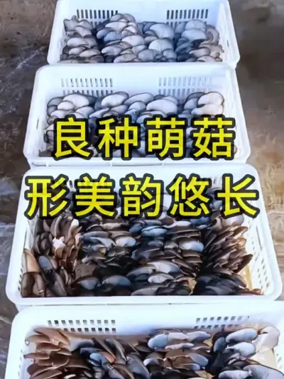 平菇种植，好菌种育好菇，需要平菇栽培种的可以联系我#平菇种植 #平菇菌种 #食用菌栽培种 #栽培种