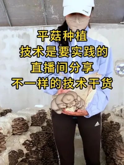平菇种植，关注我，直播间分享不一样的技术干货#平菇种植 #平菇菌种 #食用菌栽培种