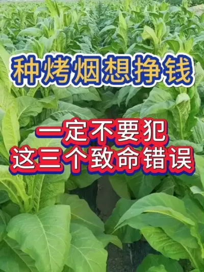种烤烟，想挣钱，一定不要犯这三个致命错误 #烤烟种植 #烤烟 #烤烟种植技术与管理 #烟草种植 #农业管理