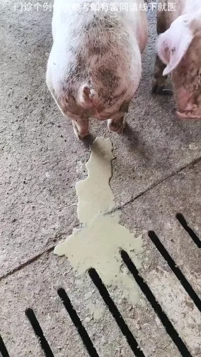 一招解决仔猪断奶拉稀问题#猪