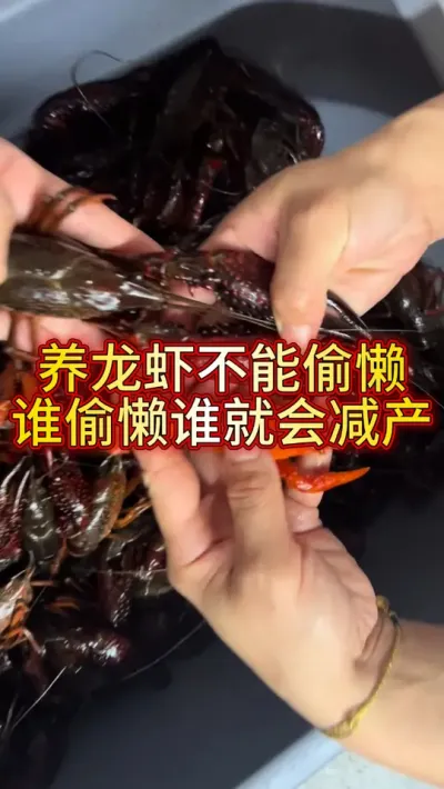 养龙虾千万不能偷懒，要坚持拌料 #三农 #农业 #小龙虾 #渔德盛 #2025新农人计划