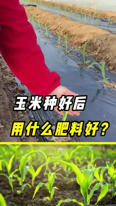 玉米种好后，该怎么选肥料#玉米 #三农 #玉米种植 #肥料 #玉米高产种植技术