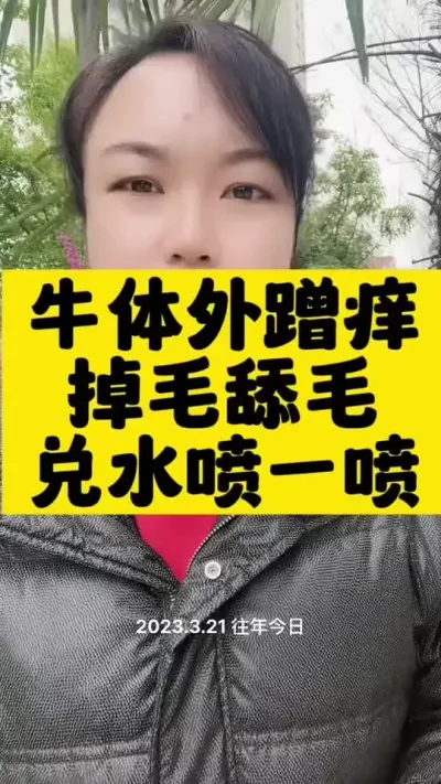 牛体外蹭痒舔毛掉毛#西门塔尔育肥牛 #牛羊养殖 #养殖人 #繁殖母牛