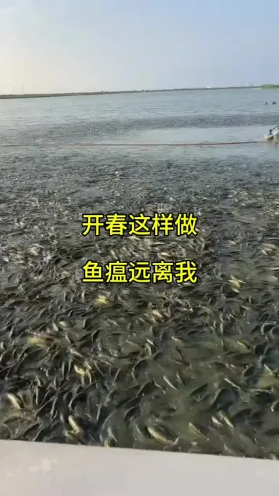 开春这样做，让你远离鱼瘟 #水产养殖 #四大家鱼养殖 #高密度养殖 #鱼苗