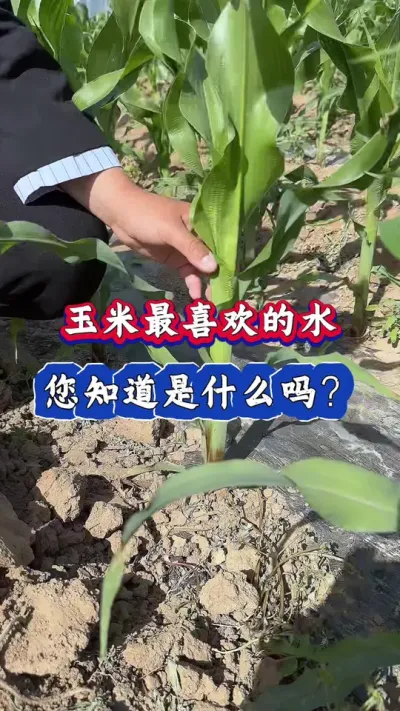 玉米最喜欢的水，您知道是什么？#玉米种植 #三农 #玉米 #农业 #农业种植技术