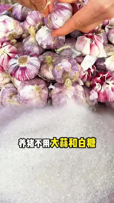 大蒜养猪的好处，你记住了吗#养猪人 #三农流量扶持计划 #母猪#猪
