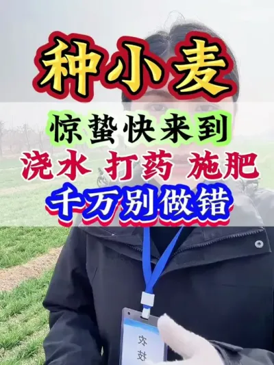 惊蛰快来到浇水、打药、施肥千万别做错#小麦 #小麦管理 #小麦种植 #小麦高产 #小麦种植管理技术