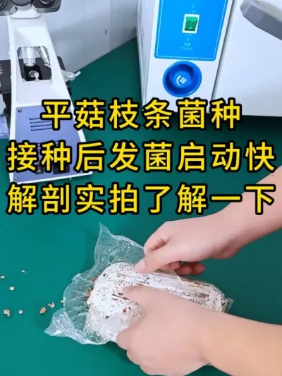 解剖实拍了解一下，平菇枝条菌种为什接种后发菌启动快。#平菇种植 #平菇菌种 #食用菌栽培种 #栽培种
