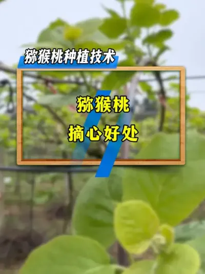种植猕猴桃摘心，竟然有这么多好处，你知道吗？ #种植技术 #新农人计划2025 #三农流量扶持计划 #种植小技巧 #猕猴桃种植