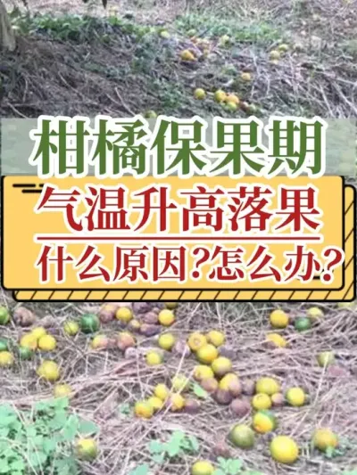 柑橘保果期气温升高落果，什么原因？怎么办？ #落果 #柑橘种植 #新农人计划2025 #农业 #助力三农