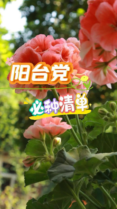 植物&ldquo;杀手&rdquo;党福音阳台必种清单，你的阳台有它们的身影吗
#阳台种植[话题]# #养花小知识[话题]# #盆栽[话题]# #我的养花生活[话题]#