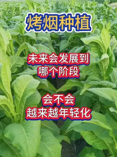 烤烟行业，未来会发展到哪个阶段？会不会越来越年轻化？ #烤烟 #烤烟种植技术与管理 #烤烟种植 #烤烟种植户 #烟草