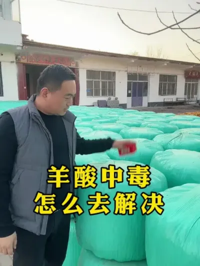 羊酸中毒 该怎么去解决  #牛羊养殖   #畜牧养殖    #牛羊养殖技术交流   #养殖技术分享