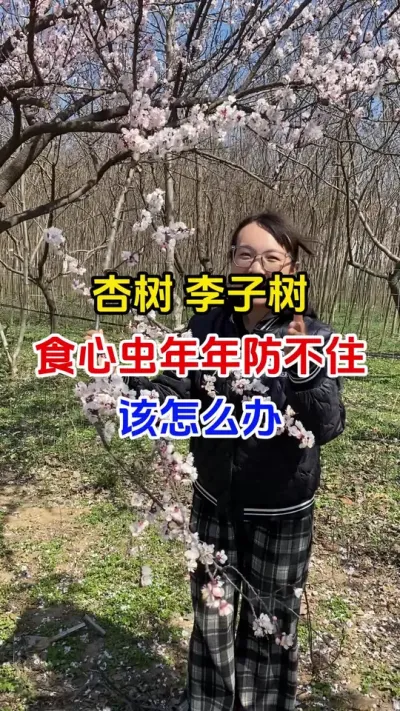 杏树李子树食心虫年年防不住该怎么办#李子 #食心虫 #虫害防治 #分享农业知识帮农民增产增收