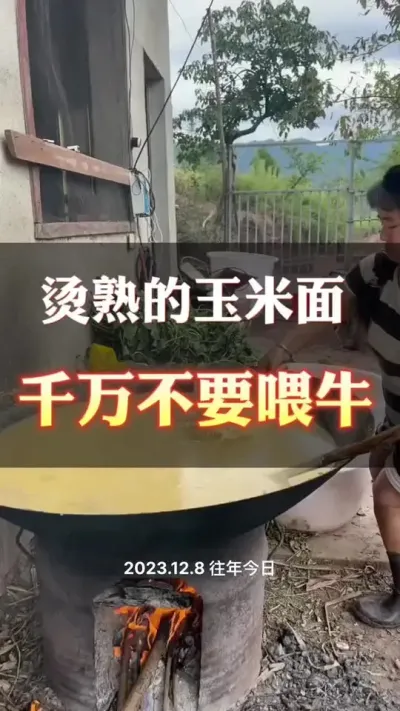 烫熟的玉米面喂牛好不好呢？#育肥牛 #牛羊养殖 #养殖户 #养牛场 #每天分享养牛知识