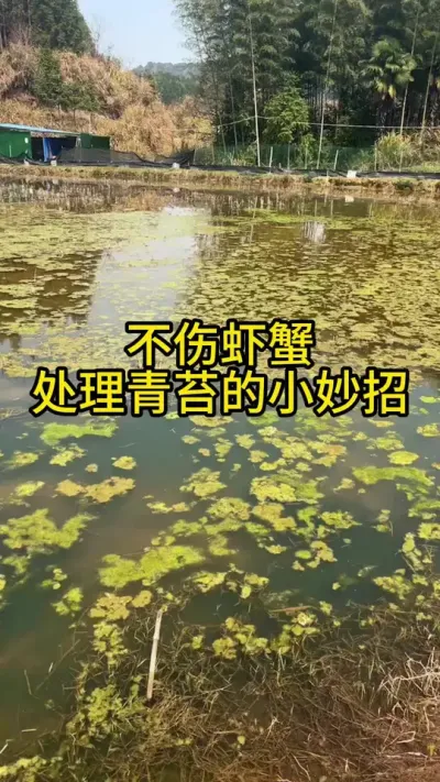 不伤虾蟹，轻松处理青苔的小妙招#三农 #农业 #渔德盛 #小龙虾 #小龙虾养殖
